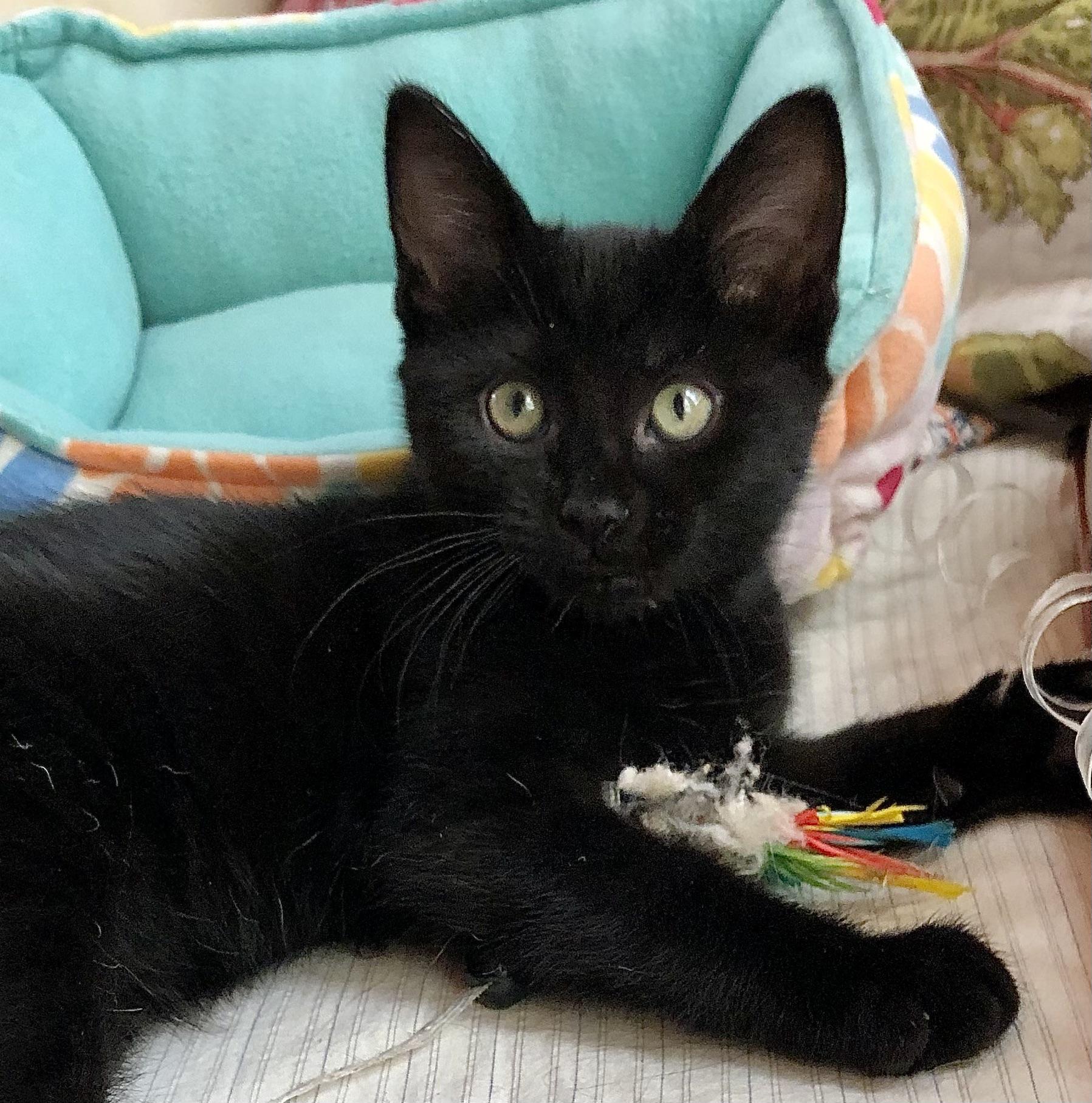 Enlarge "Pip", a ADOPTABLE mixed breed in Ventura, CA image 1/4