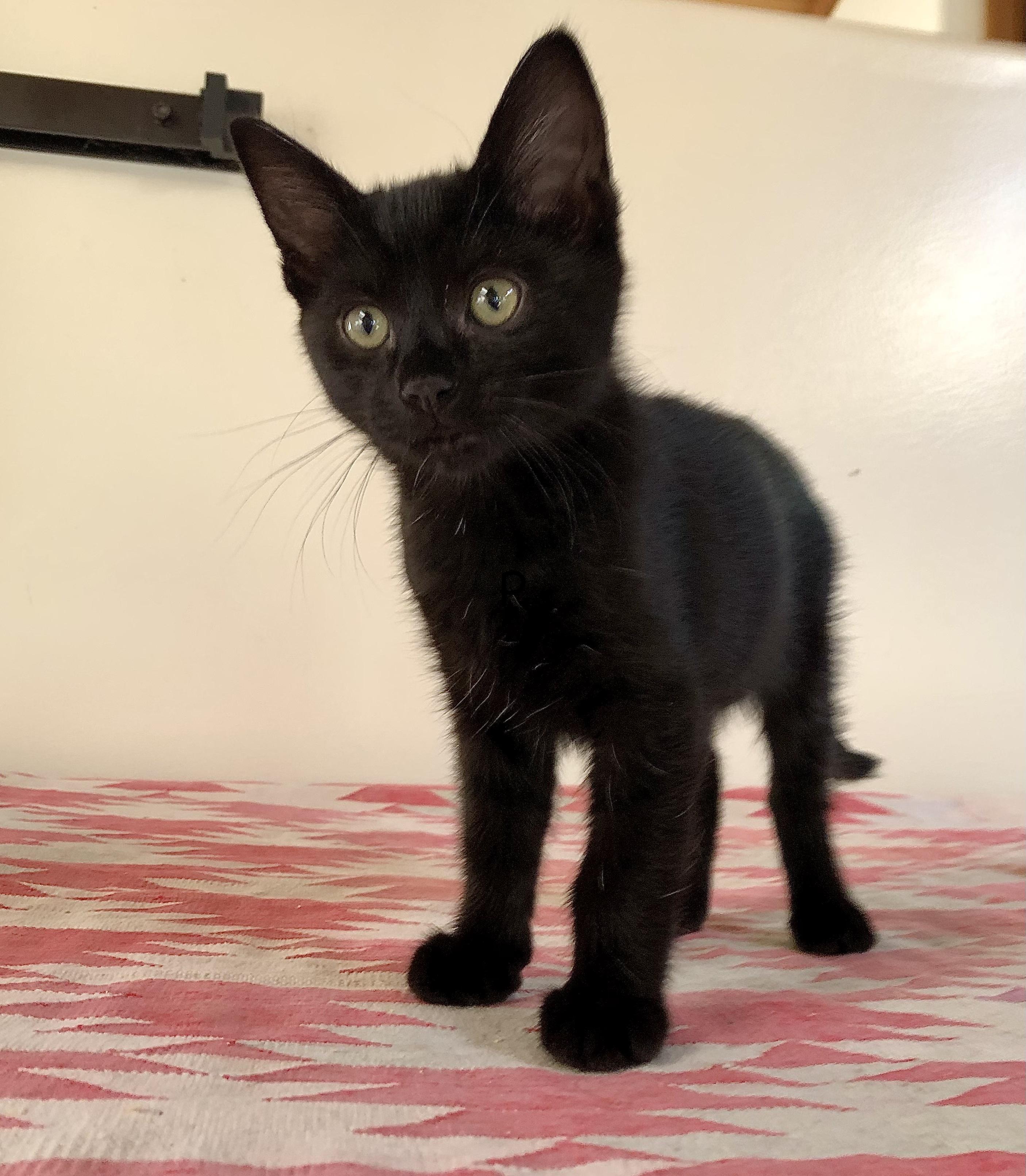 Enlarge "Pip", a ADOPTABLE mixed breed in Ventura, CA image 3/4