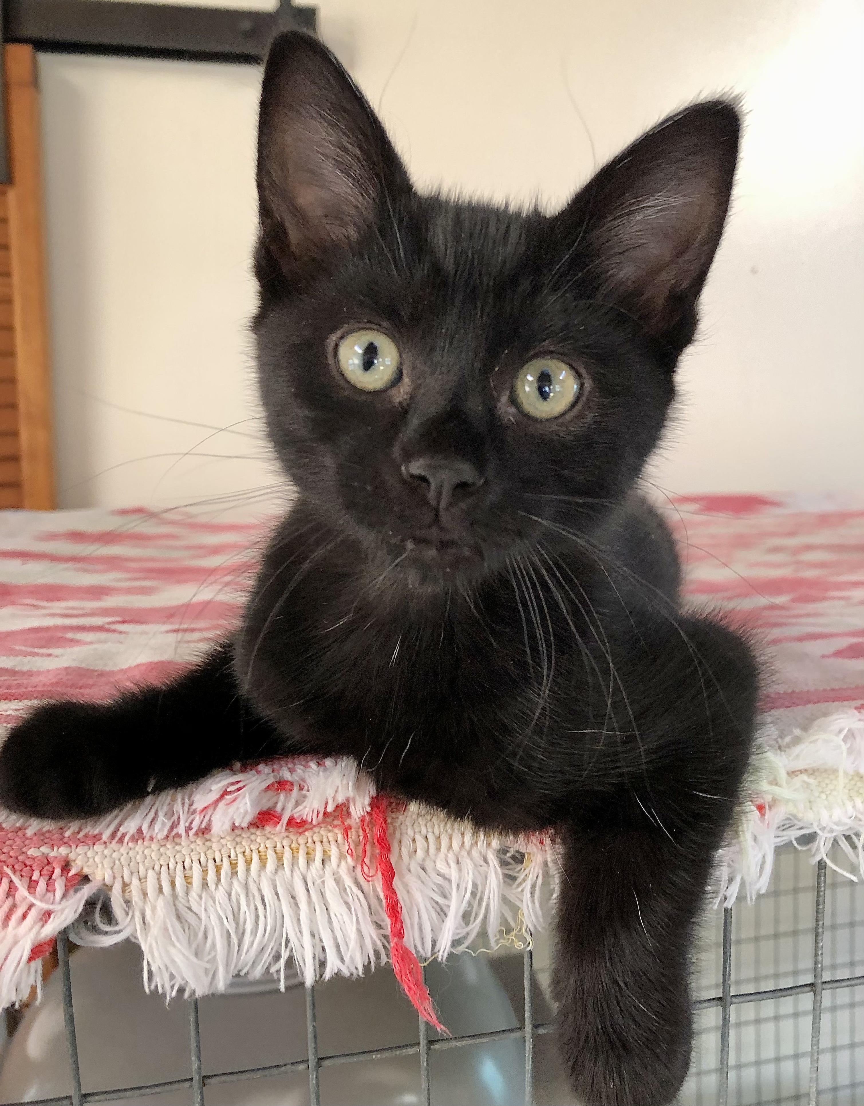 Enlarge "Pip", a ADOPTABLE mixed breed in Ventura, CA image 2/4