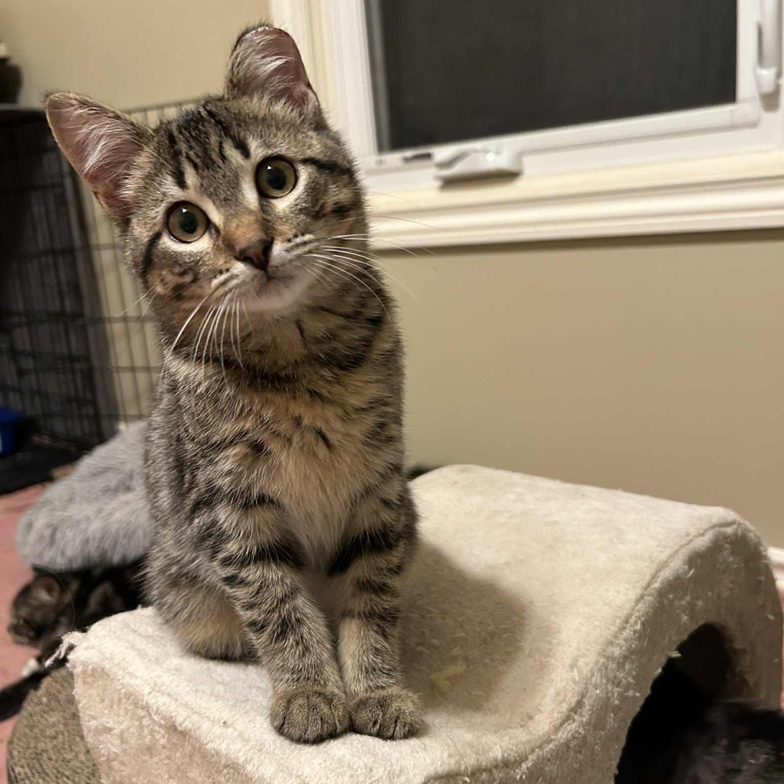 Isabelle, a Adoptable Tabby in Grand Rapids, MI image 1/6