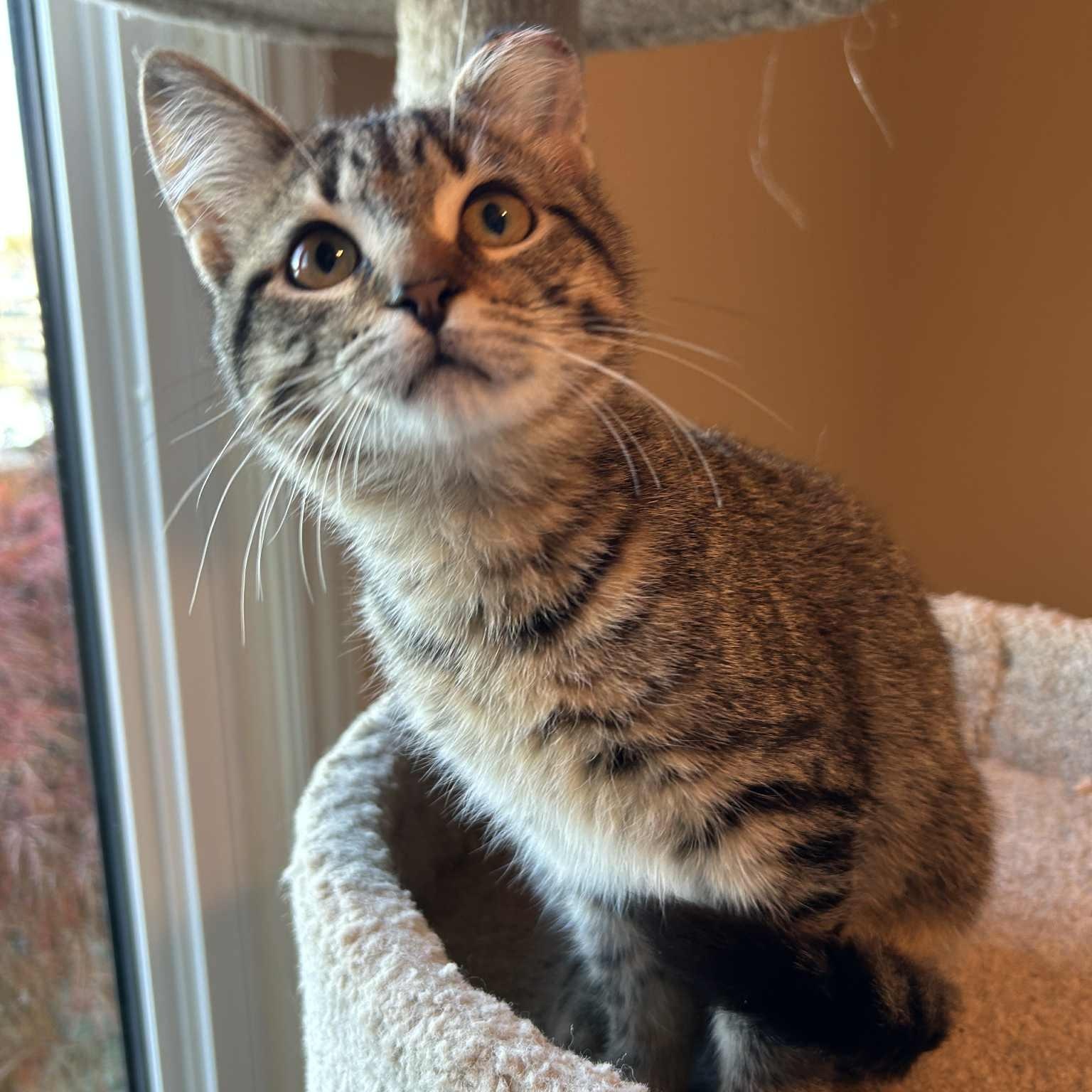 Isabelle, a Adoptable Tabby in Grand Rapids, MI image 4/6