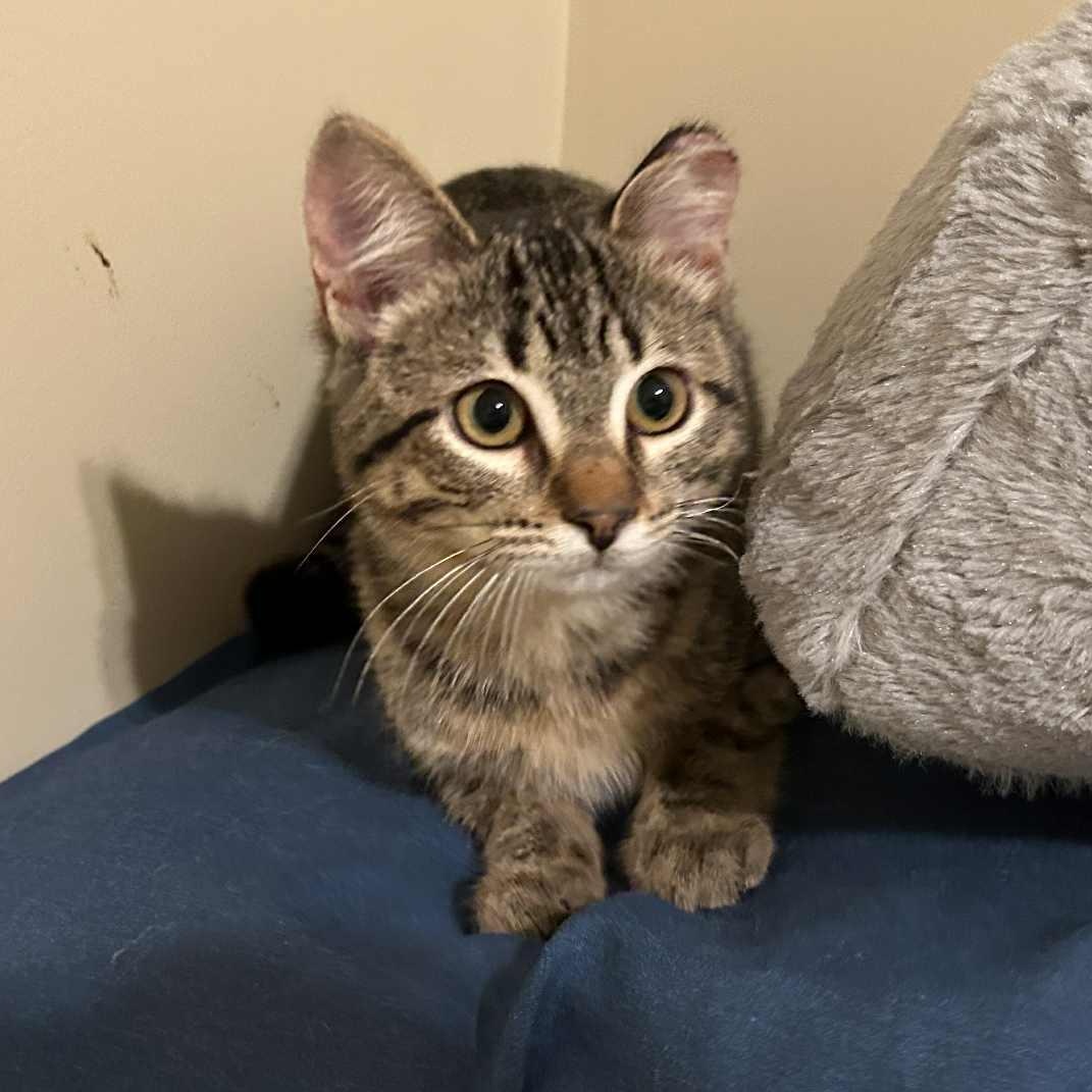 Isabelle, a Adoptable Tabby in Grand Rapids, MI image 3/6