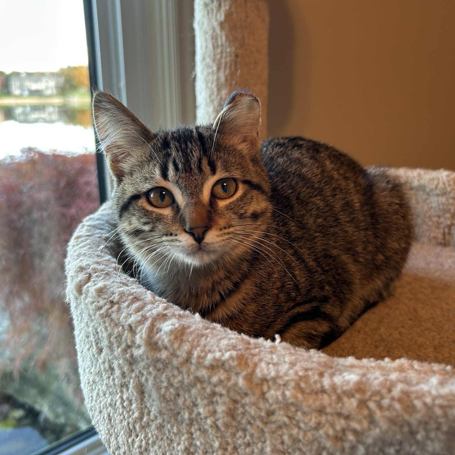Isabelle, a Adoptable Tabby in Grand Rapids, MI image 5/6