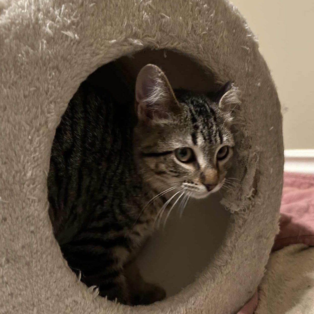 Isabelle, a Adoptable Tabby in Grand Rapids, MI image 6/6