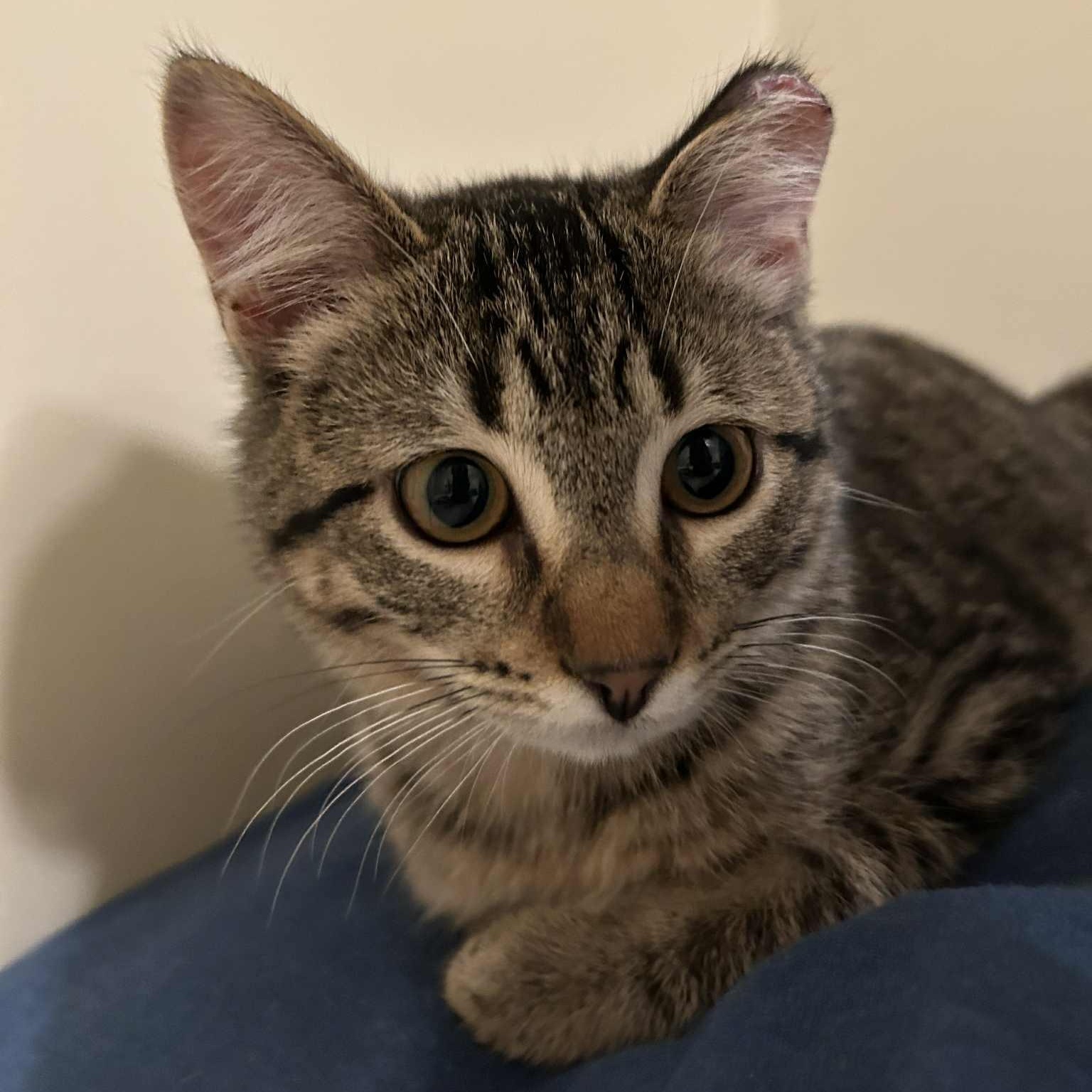 Isabelle, a Adoptable Tabby in Grand Rapids, MI image 2/6
