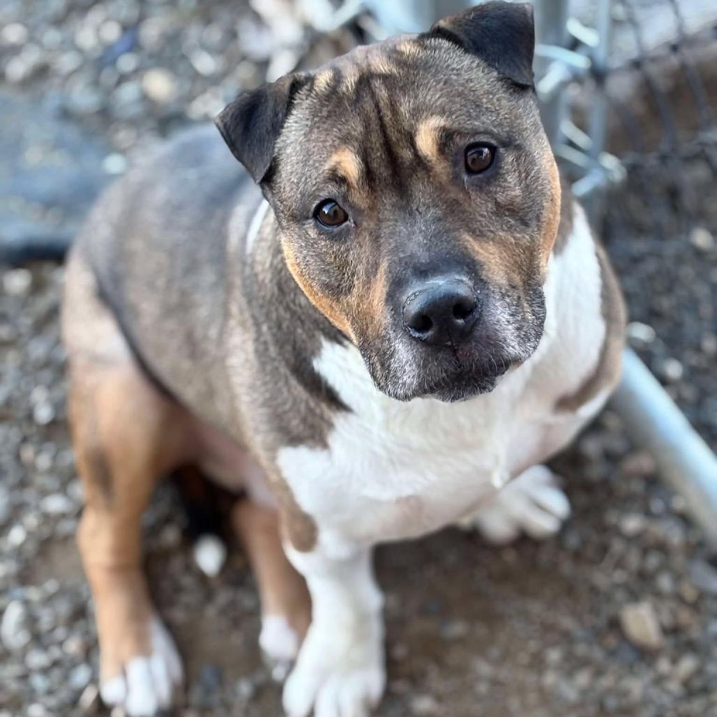 Kobe, Adoptable, Adult Male Pit Bull Terrier & Shar-Pei.