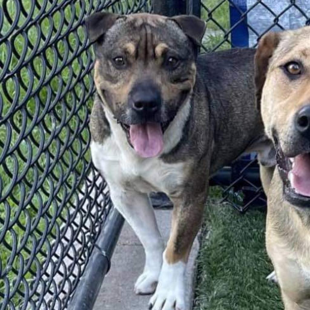 Kobe, a Adoptable mixed breed in Nampa, ID image 2/6