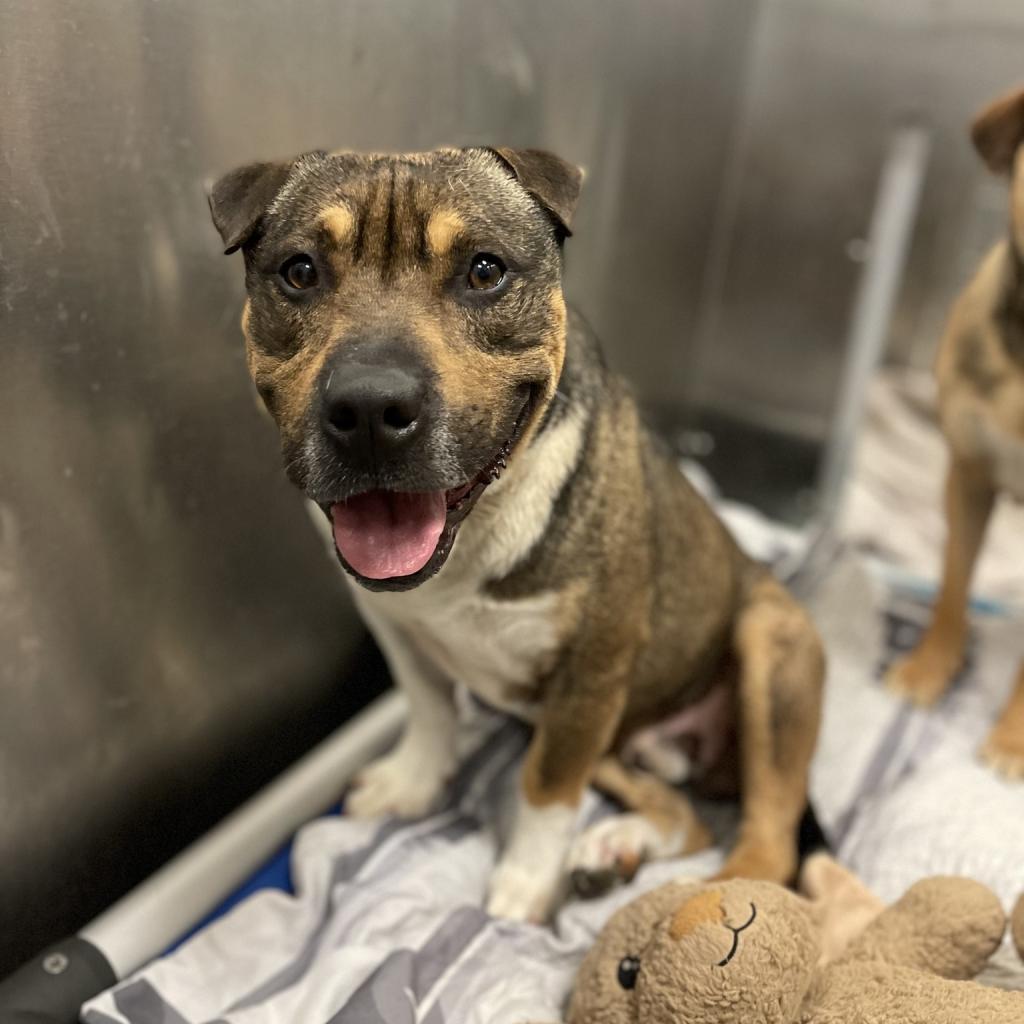 Kobe, a Adoptable mixed breed in Nampa, ID image 3/6