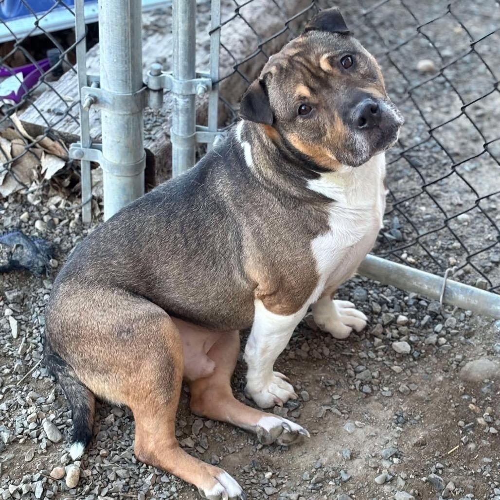 Kobe, a Adoptable mixed breed in Nampa, ID image 4/6