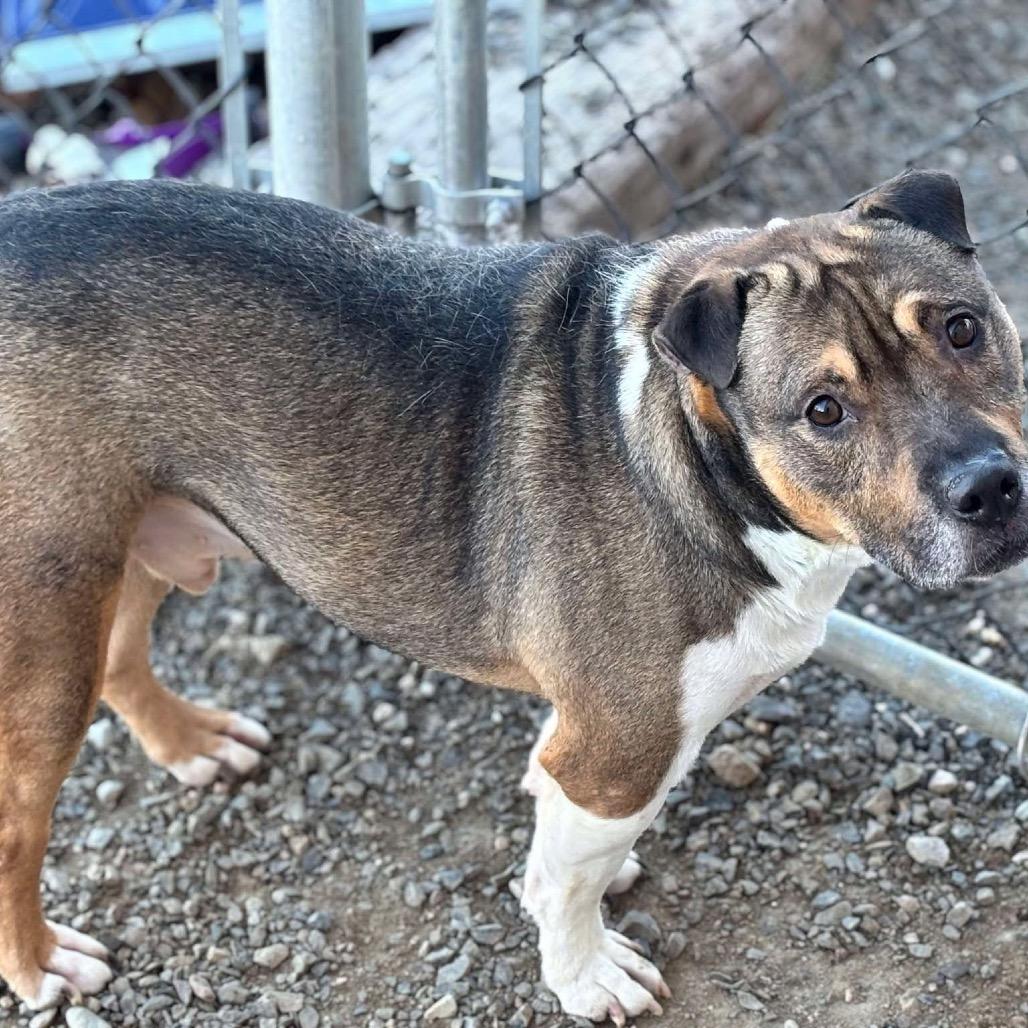 Kobe, a Adoptable mixed breed in Nampa, ID image 5/6