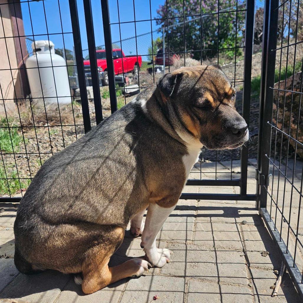 Kobe, a Adoptable mixed breed in Nampa, ID image 6/6