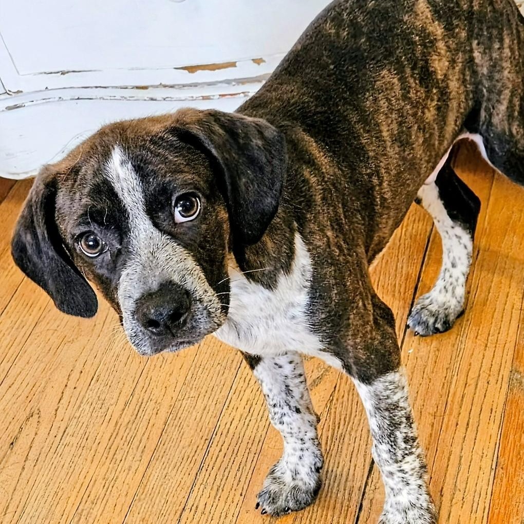 Swiss, a ADOPTABLE mixed breed in Chicago, IL image 4/4