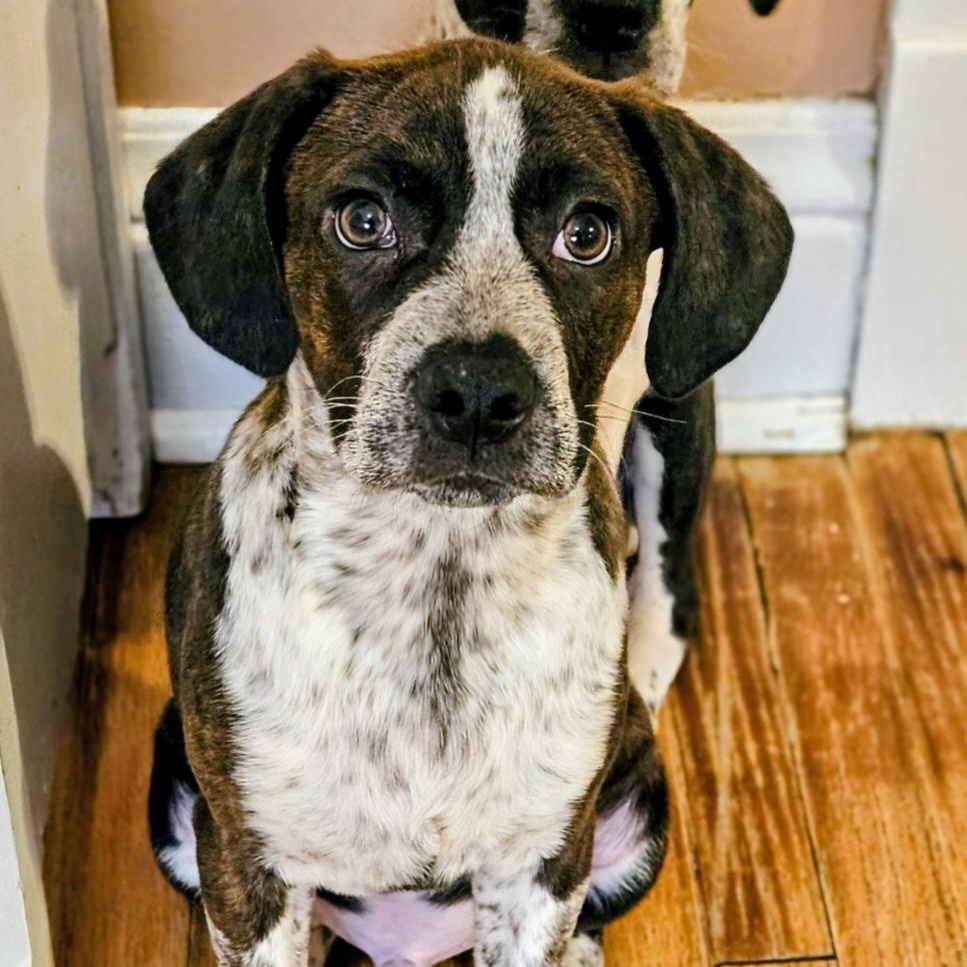 Swiss, ADOPTABLE, Puppy Male Boston Terrier & Beagle.