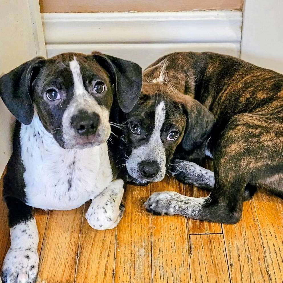 Swiss, a ADOPTABLE mixed breed in Chicago, IL image 3/4