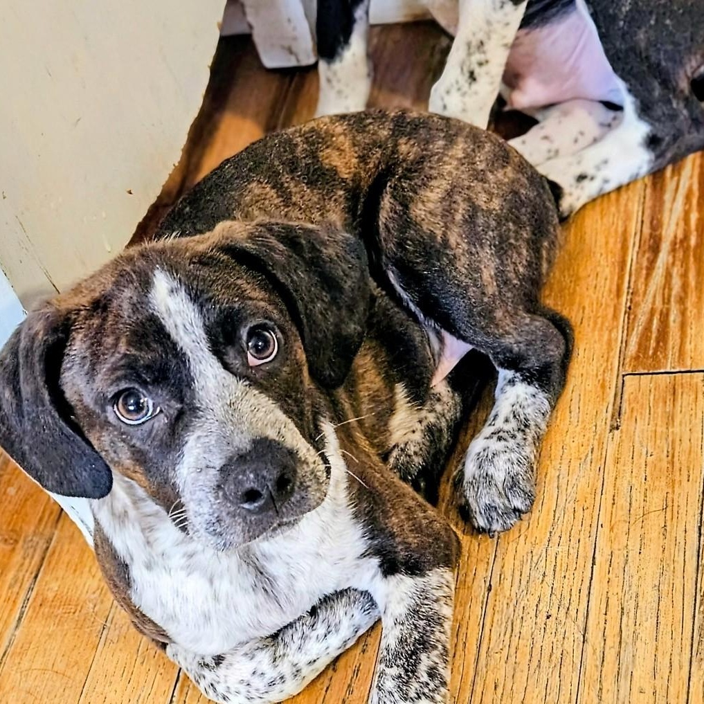 Swiss, a ADOPTABLE mixed breed in Chicago, IL image 2/4