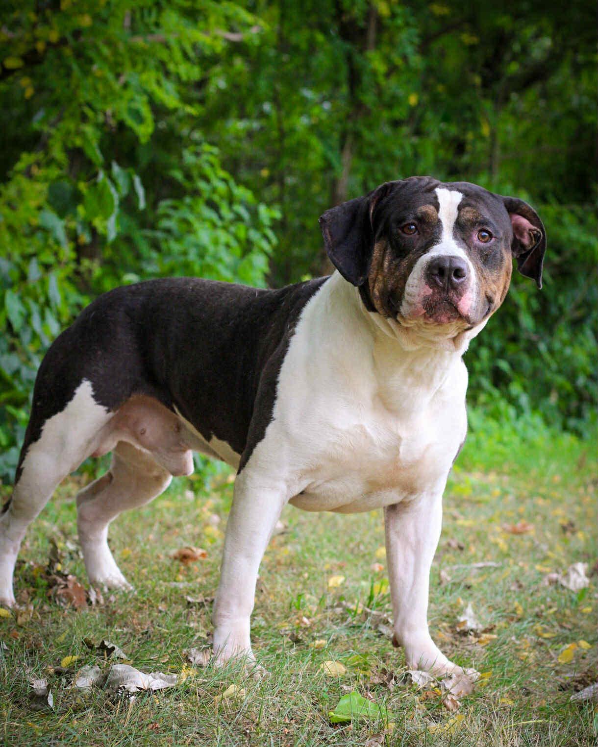 Enlarge Samoa, a Adoptable mixed breed in Bridgeport, CT image 1/1