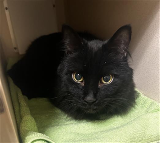 Enlarge SLALOM, a Adoptable Turkish Angora in Denver, CO image 1/1