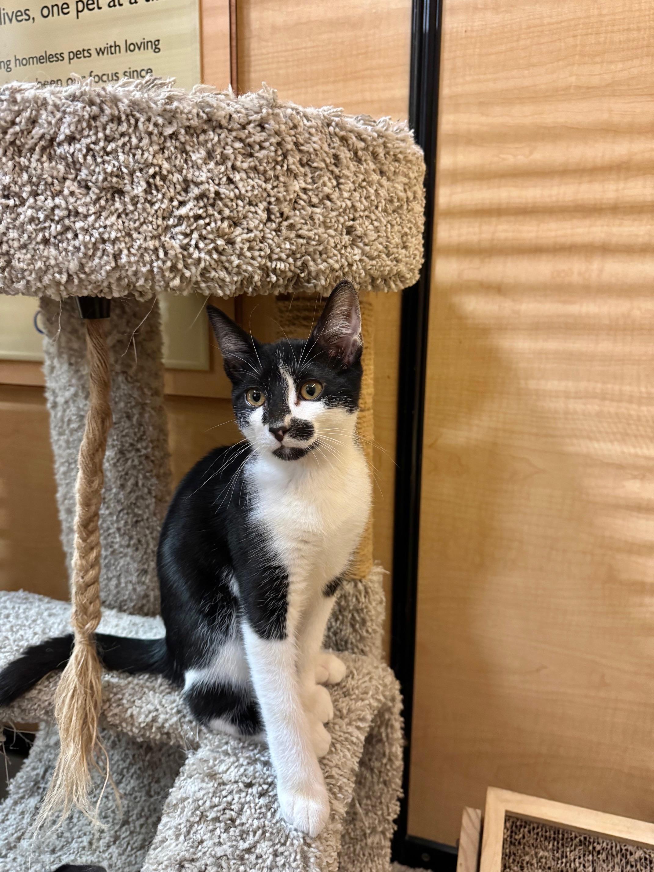 Confetti, Adoptable, Kitten Male Domestic Short Hair.