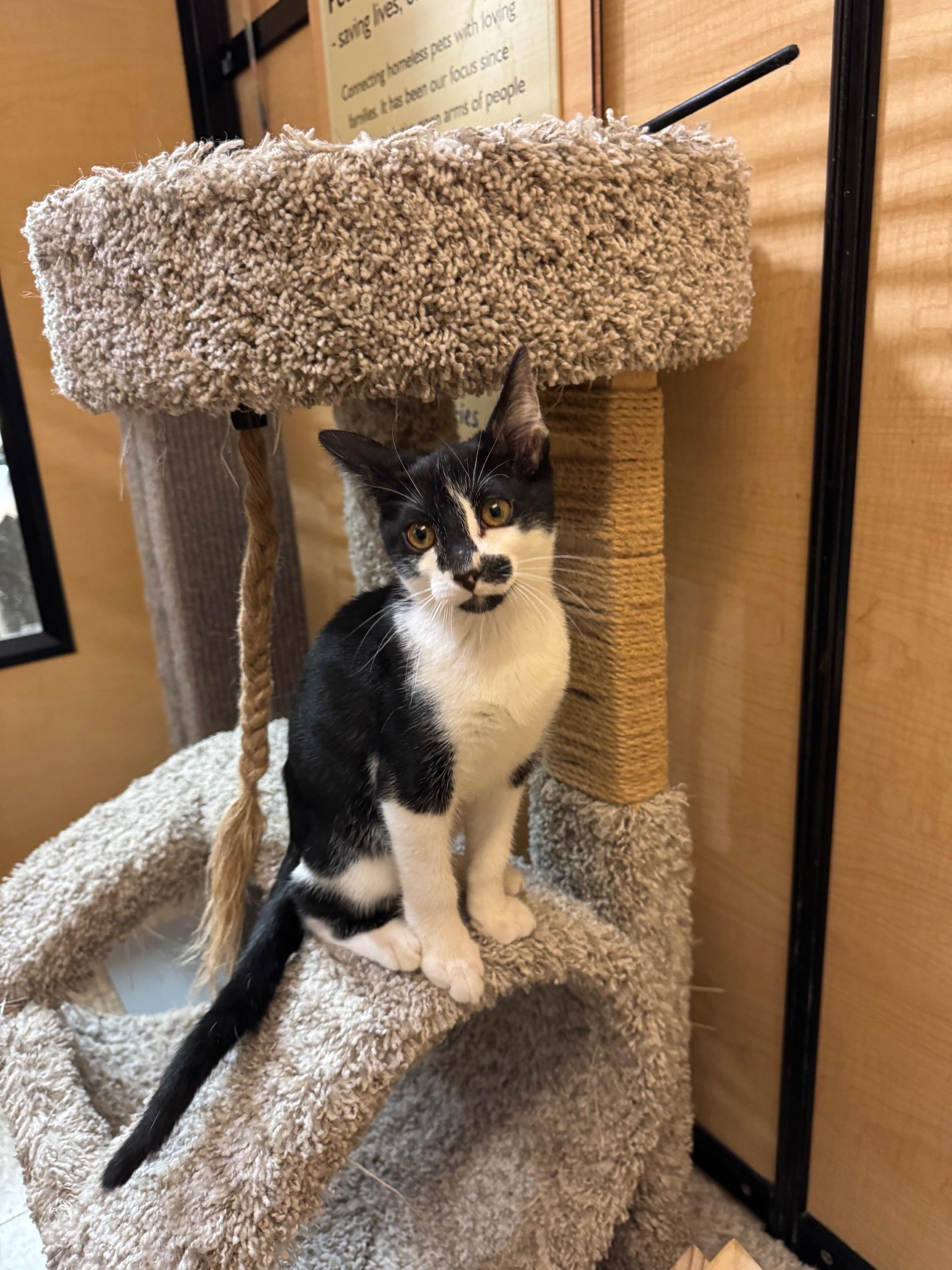 Confetti, a Adoptable Domestic Short Hair in Springfield, PA image 2/3