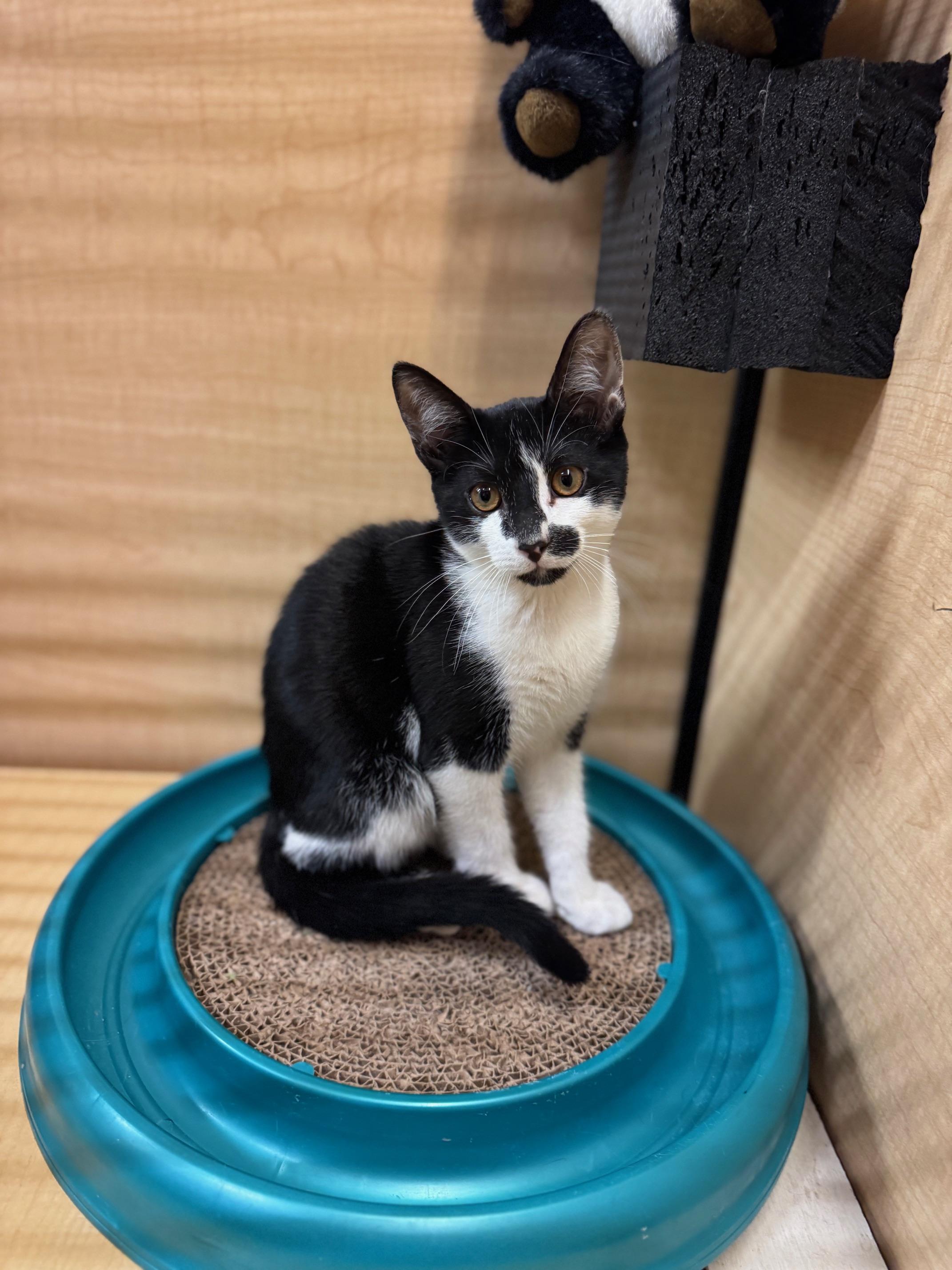 Confetti, a Adoptable Domestic Short Hair in Springfield, PA image 3/3