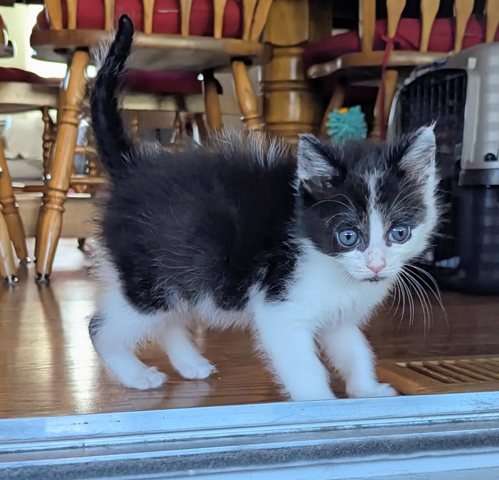 Rock (aka Chunk), Adopted, Kitten Male Domestic Short Hair.