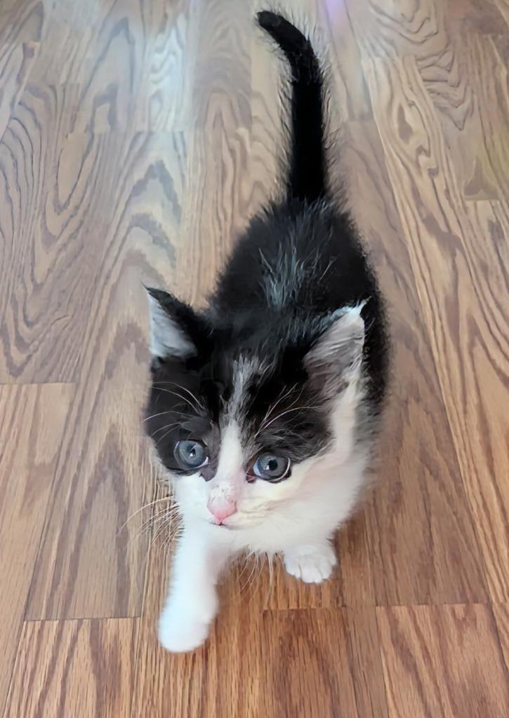 Enlarge Rock (aka Chunk), a Adopted mixed breed in Liverpool, NY image 3/4