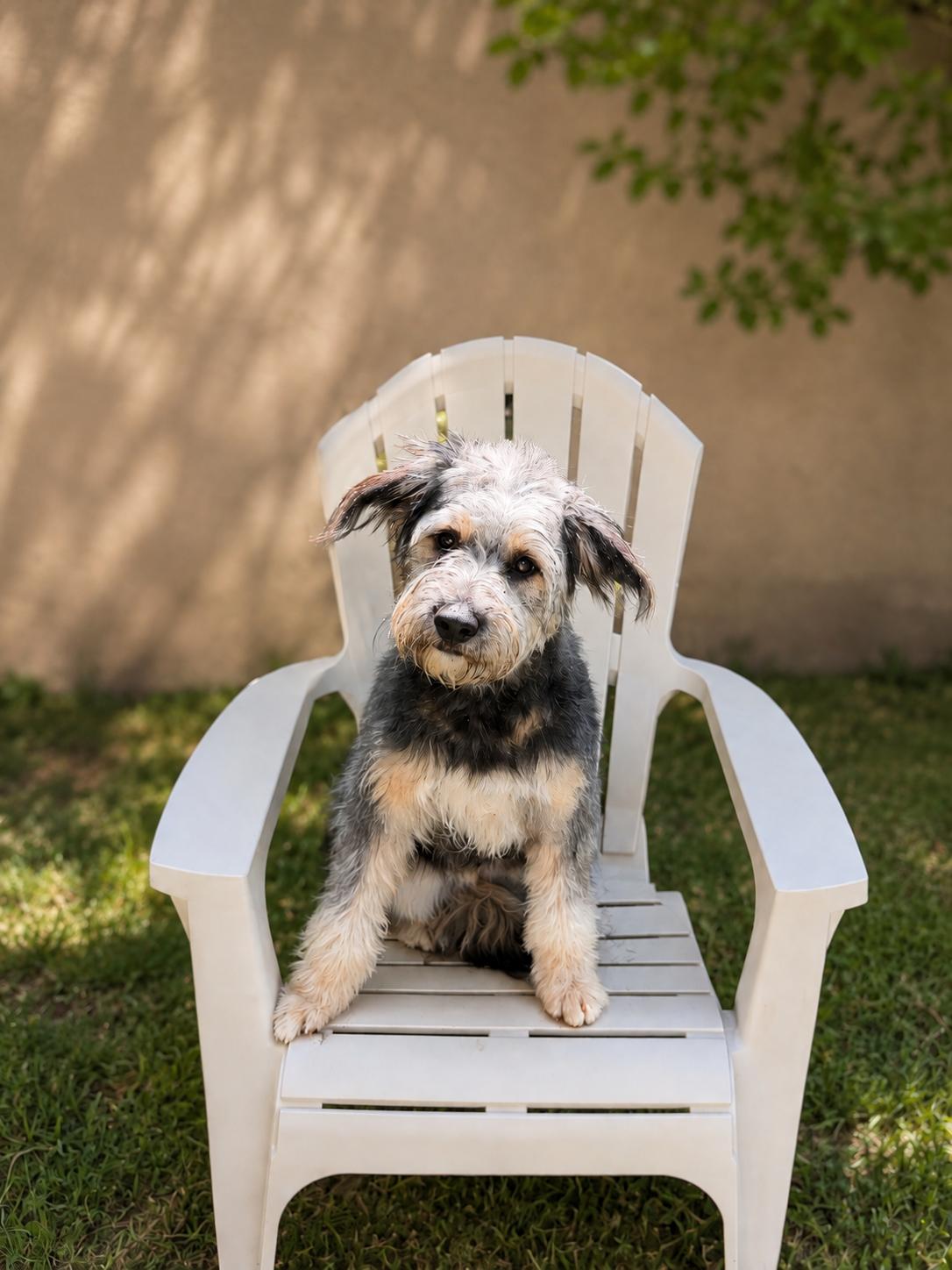 Enlarge Honey, an adopted Terrier in Albuquerque, NM image 2/2