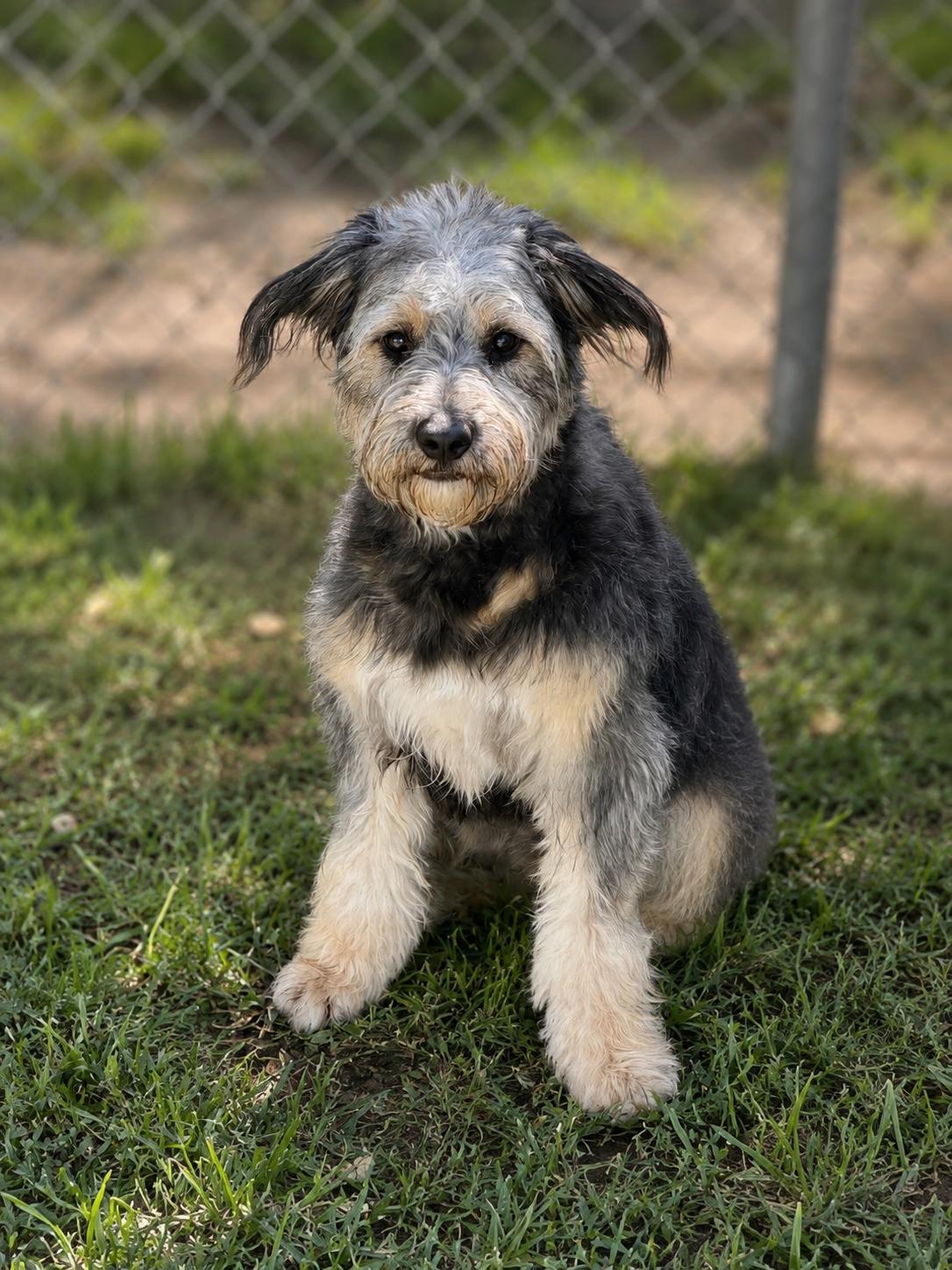 Honey, adopted, Young Female Terrier.