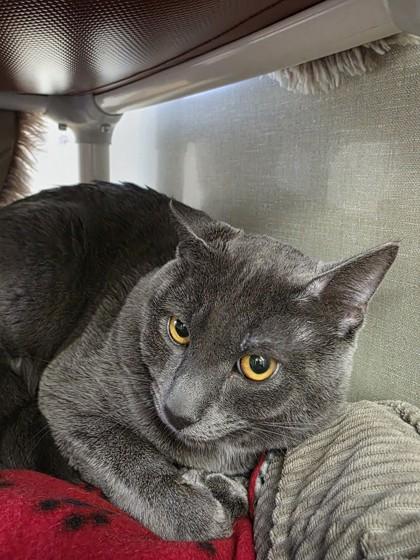 Shadow, Adoptable, Adult Male Domestic Short Hair & Domestic Short Hair.