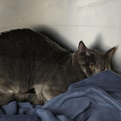 Shadow, Adoptable, Adult Male Domestic Short Hair & Domestic Short Hair.