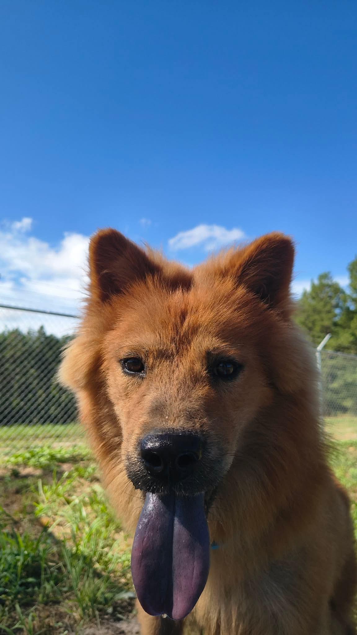 Enlarge Ciao, a Adoptable Chow Chow in Farmerville, LA image 1/3