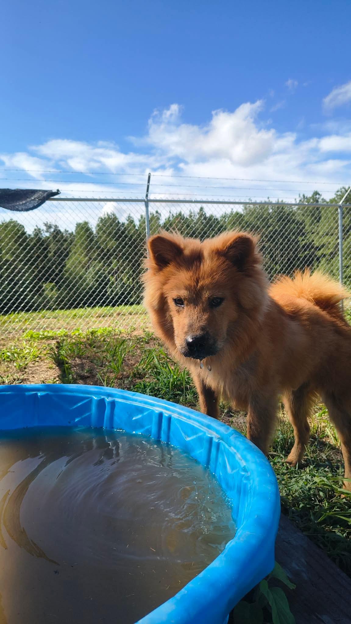 Enlarge Ciao, a Adoptable Chow Chow in Farmerville, LA image 2/3