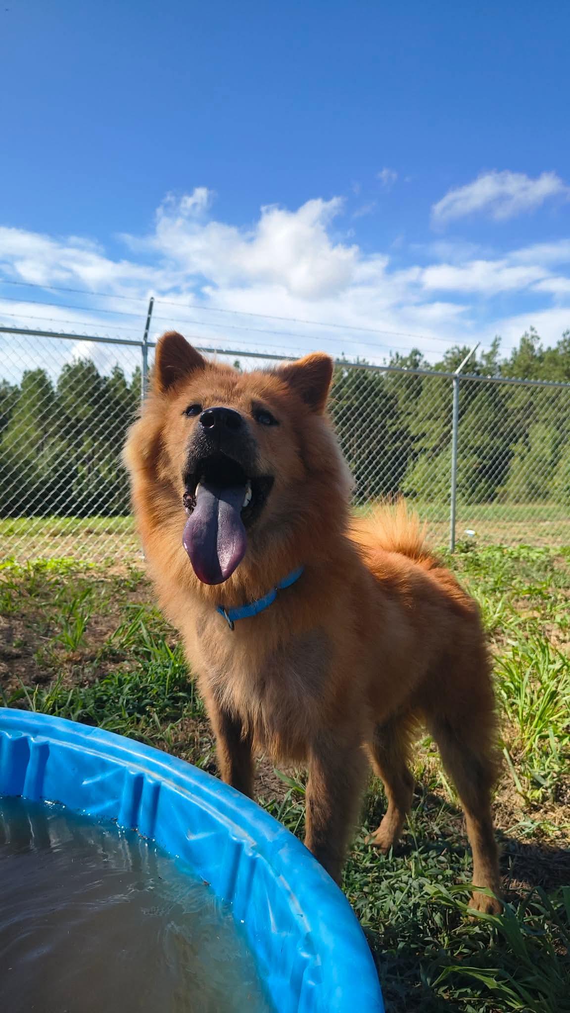Enlarge Ciao, a Adoptable Chow Chow in Farmerville, LA image 3/3
