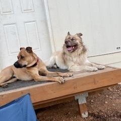 Kiki (Courtesy Post), a Adoptable mixed breed in Friday Harbor, WA image 2/4