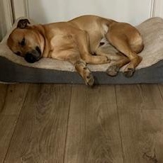 Kiki (Courtesy Post), a Adoptable mixed breed in Friday Harbor, WA image 4/4