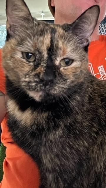 Sparky, Adoptable, Adult Female Domestic Short Hair.