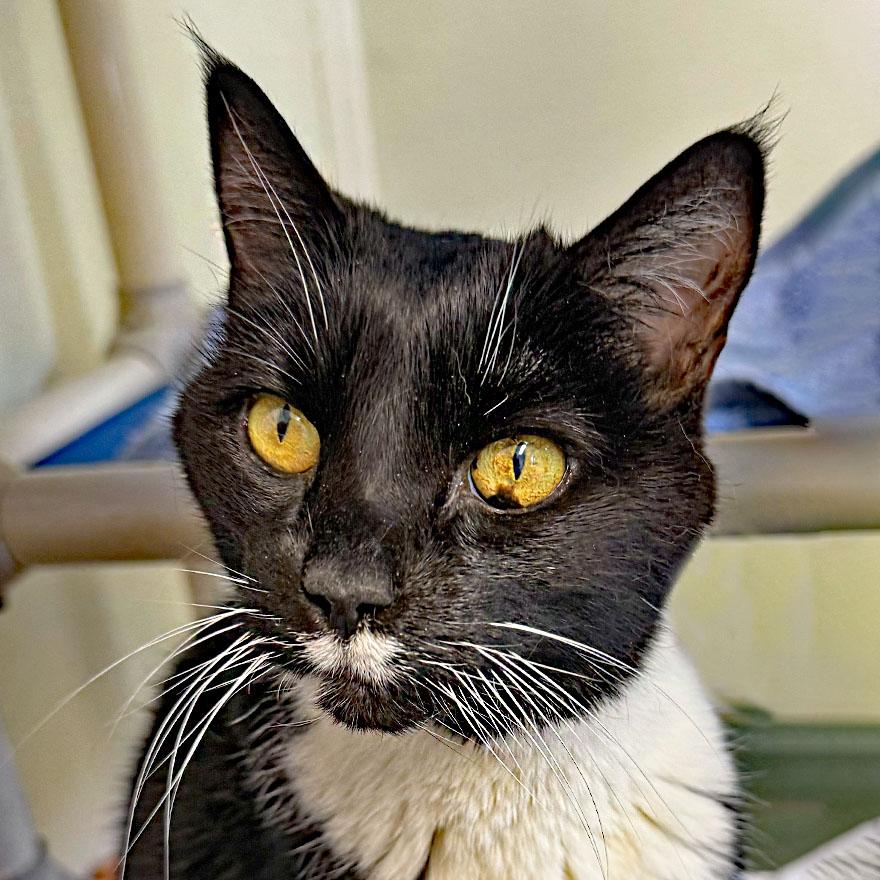 Boots, a Adoptable Domestic Short Hair in E Falmouth, MA image 1/5