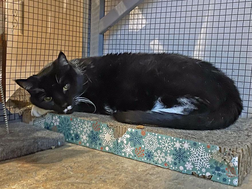 Boots, a Adoptable Domestic Short Hair in E Falmouth, MA image 5/5