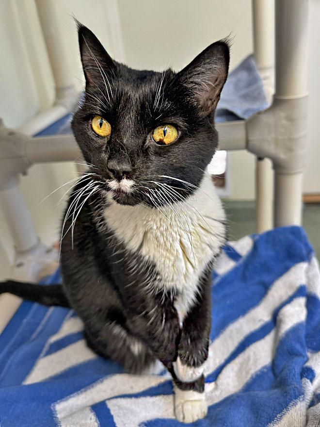 Boots, a Adoptable Domestic Short Hair in E Falmouth, MA image 3/5