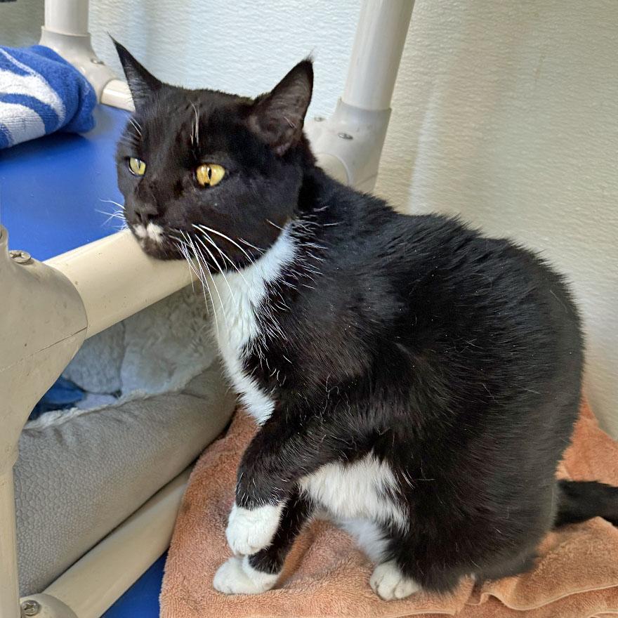 Boots, a Adoptable Domestic Short Hair in E Falmouth, MA image 4/5