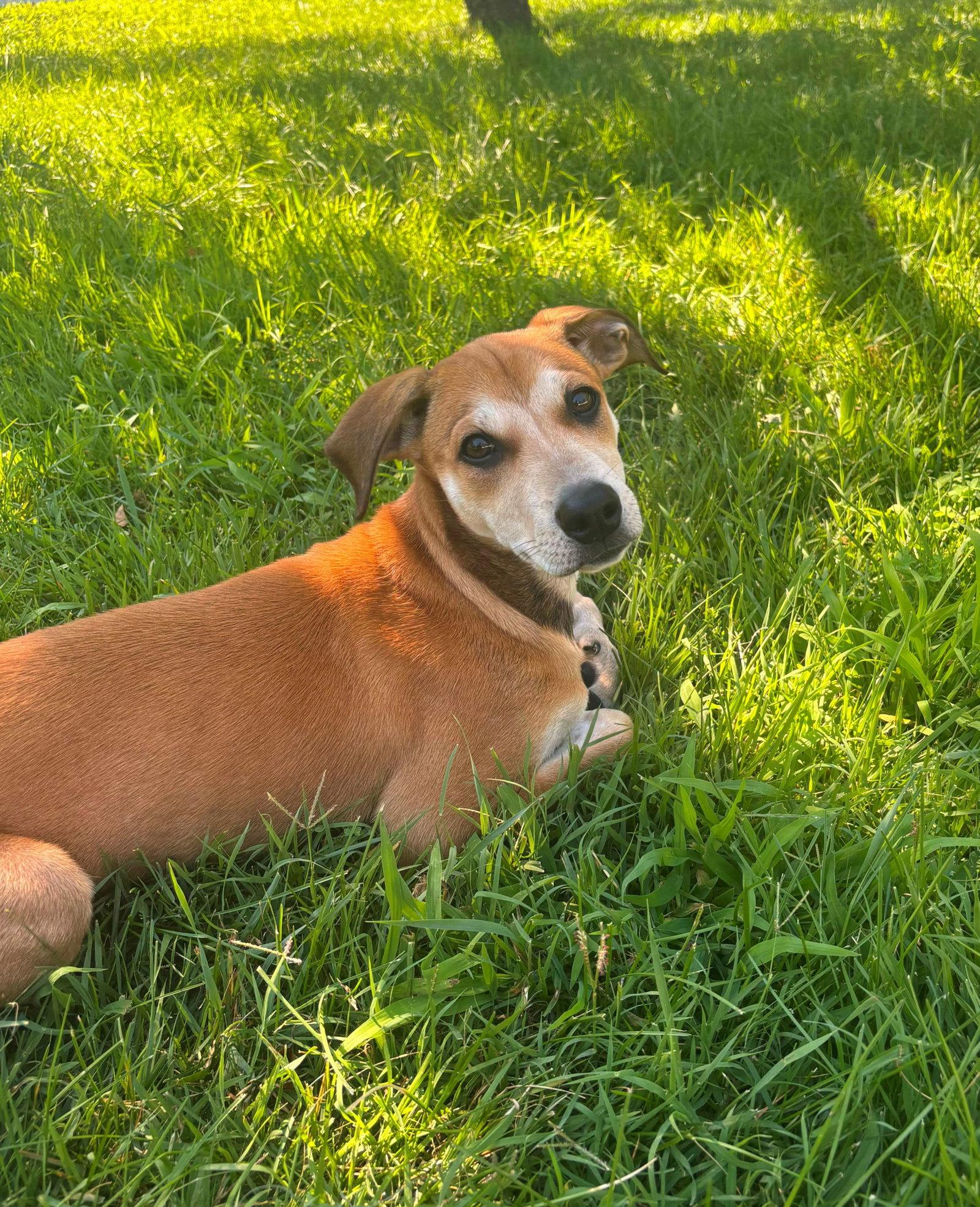 Riley, Adoptable, Puppy Female Mixed Breed.