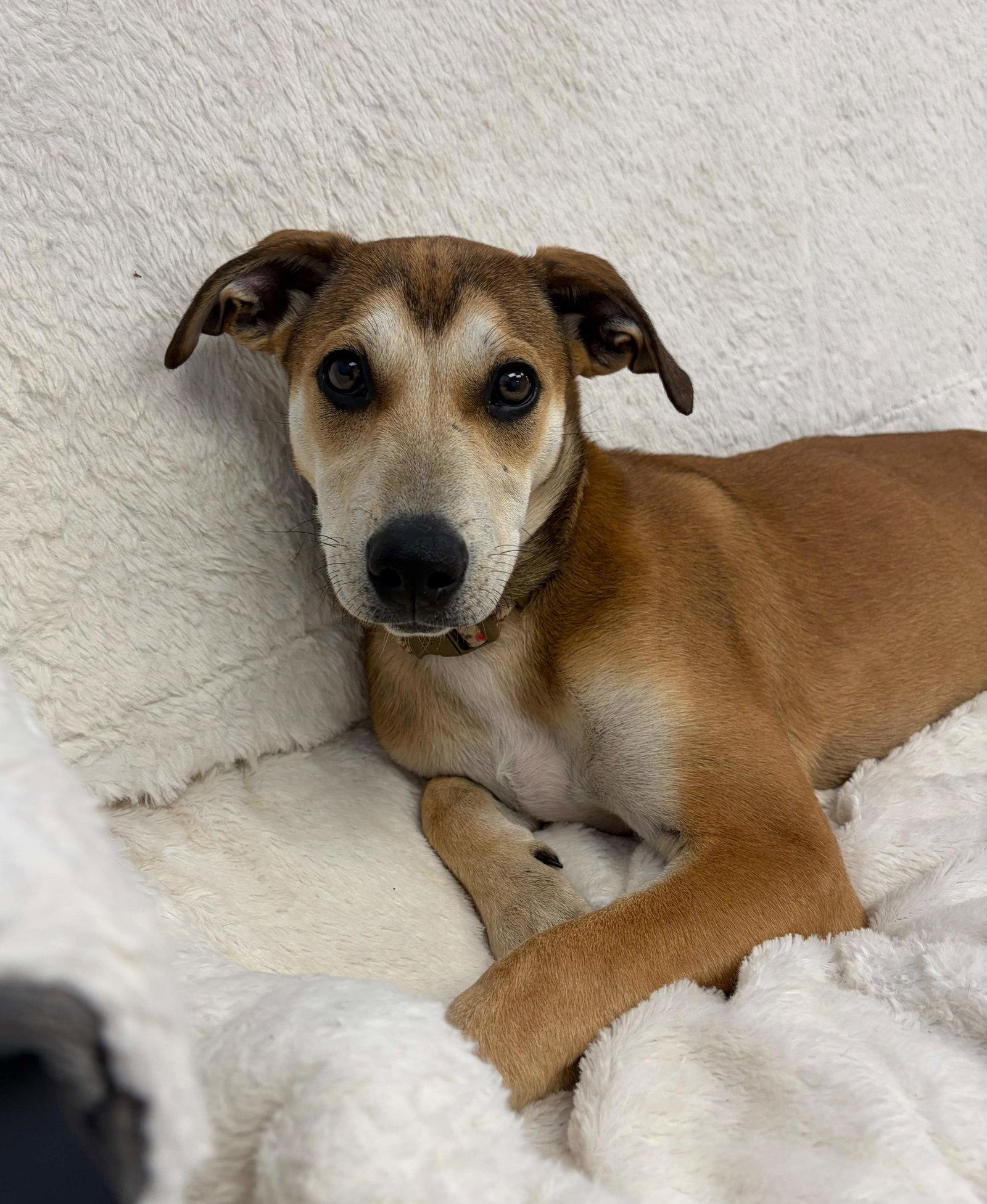 Enlarge Riley, a Adoptable Mixed Breed in Cliffwood, NJ image 2/3