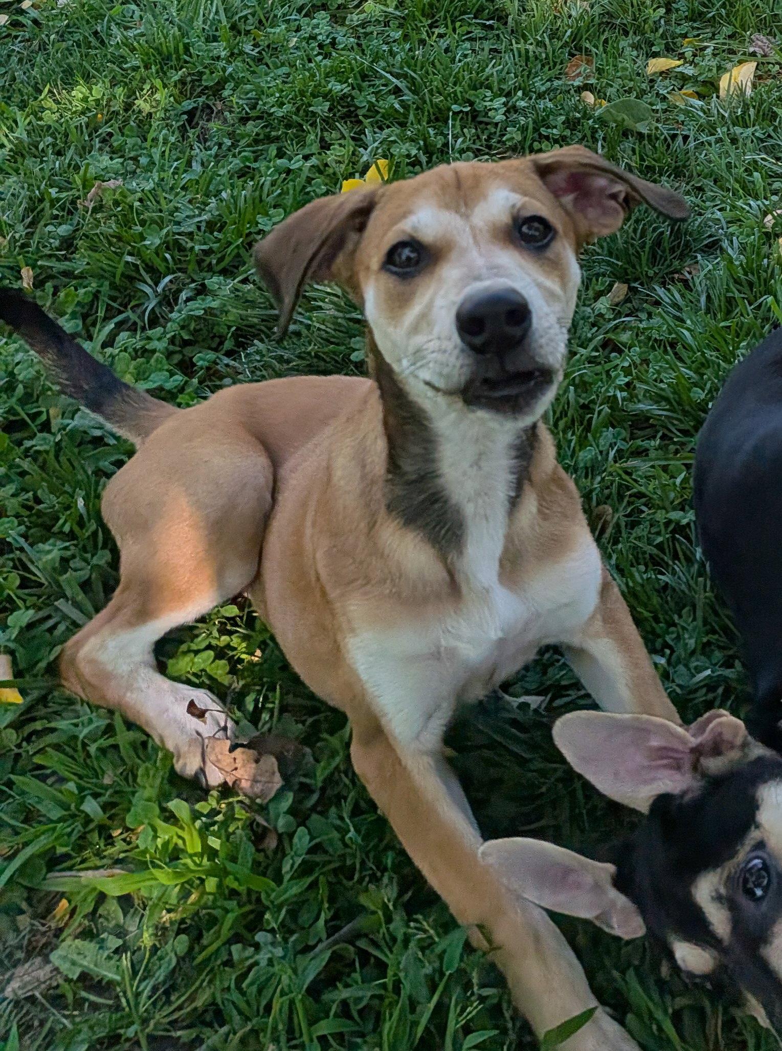 Enlarge Riley, a Adoptable Mixed Breed in Cliffwood, NJ image 3/3