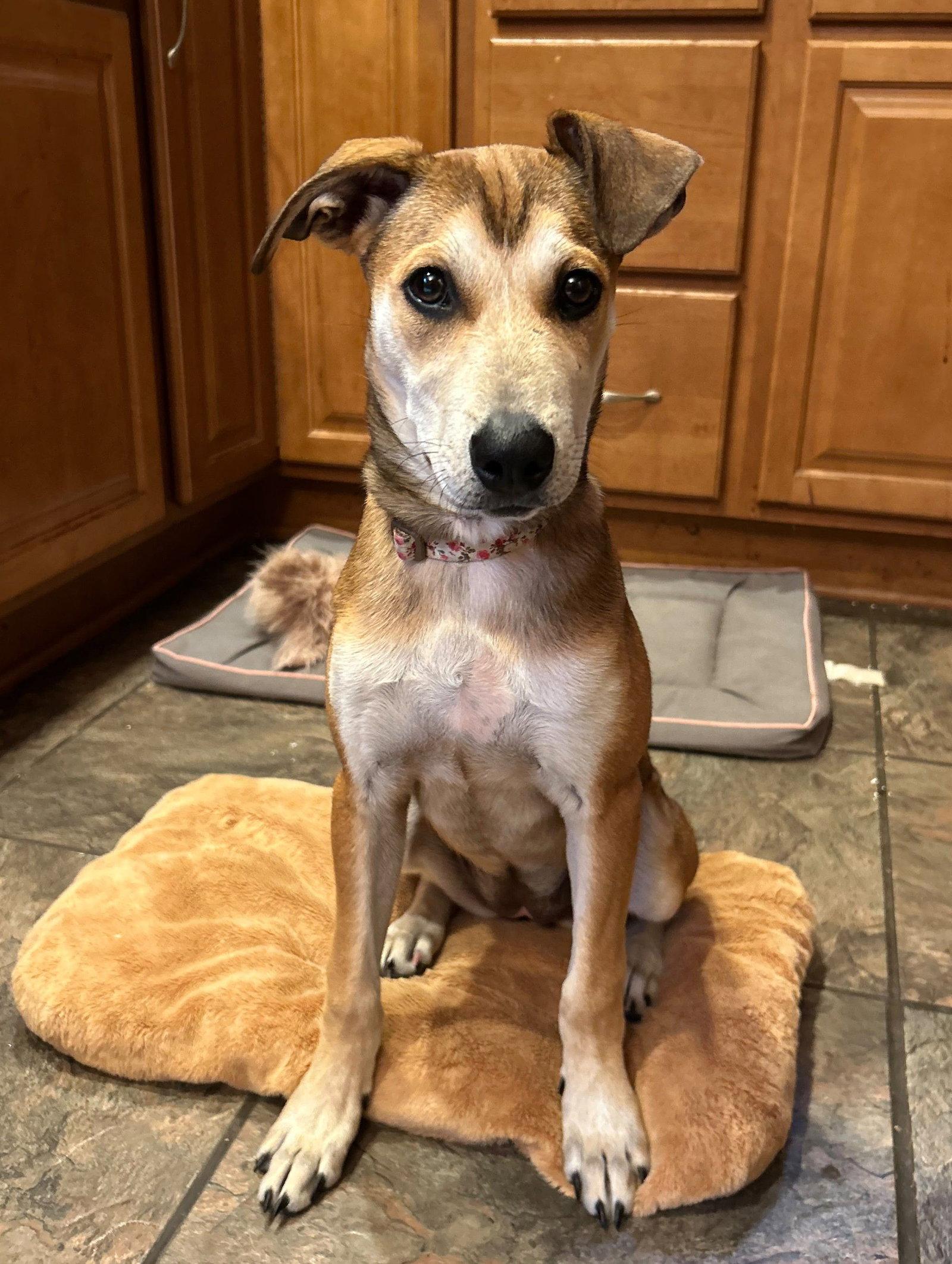 Enlarge Riley, a Adoptable Mixed Breed in Cliffwood, NJ image 3/3