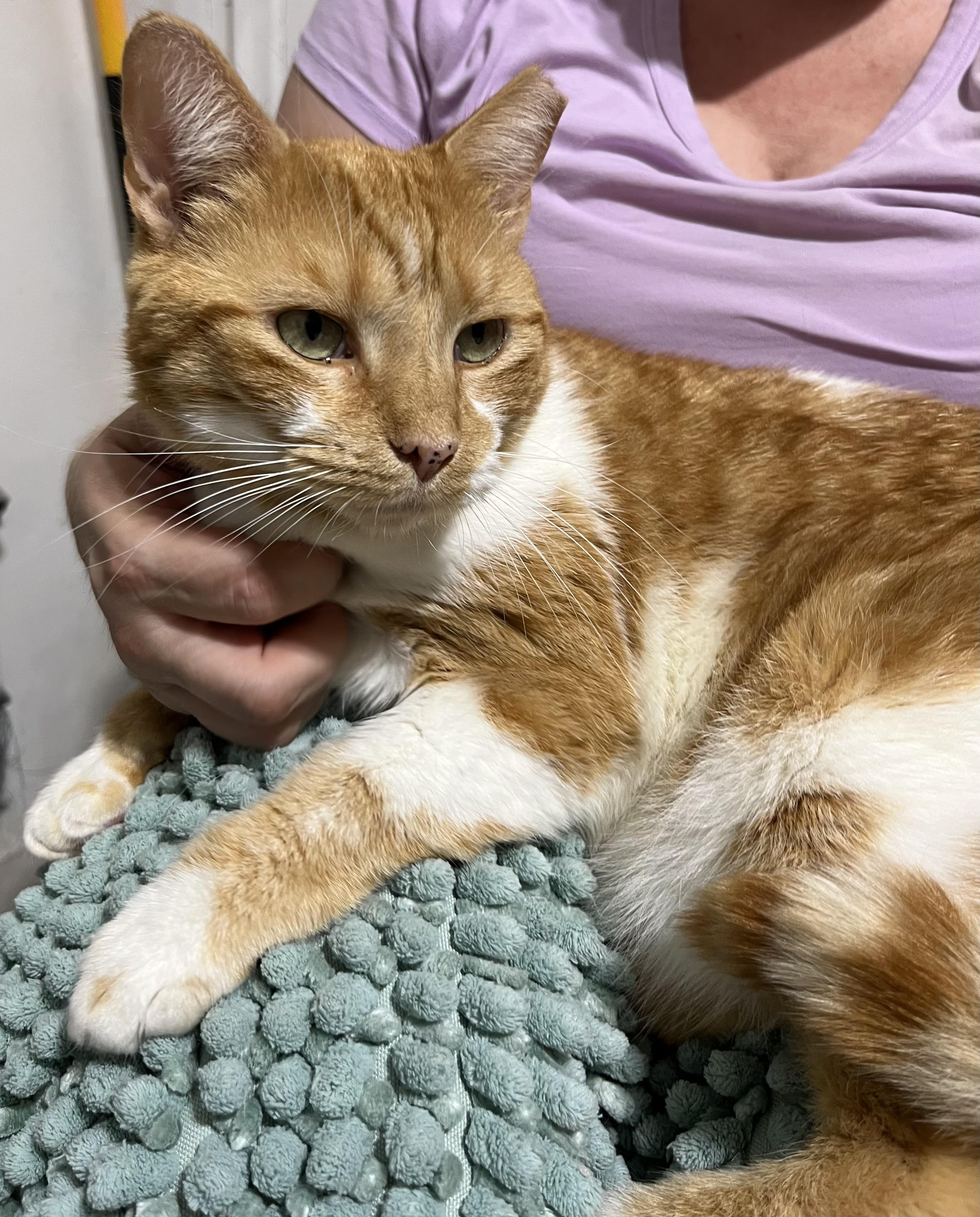 Enlarge Mima, a ADOPTABLE Domestic Short Hair in Parkland, FL image 2/3
