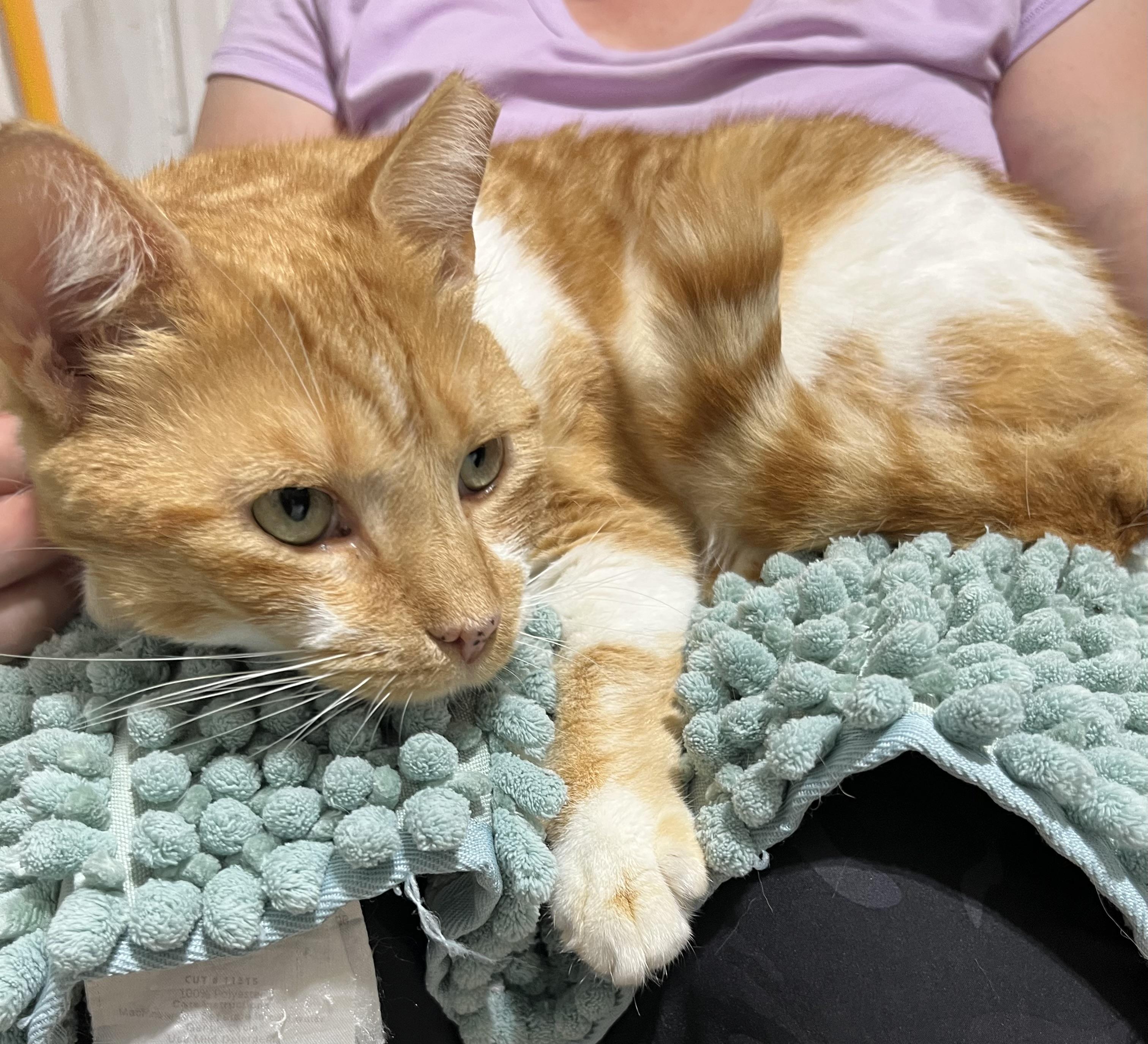 Enlarge Mima, a ADOPTABLE Domestic Short Hair in Parkland, FL image 2/3