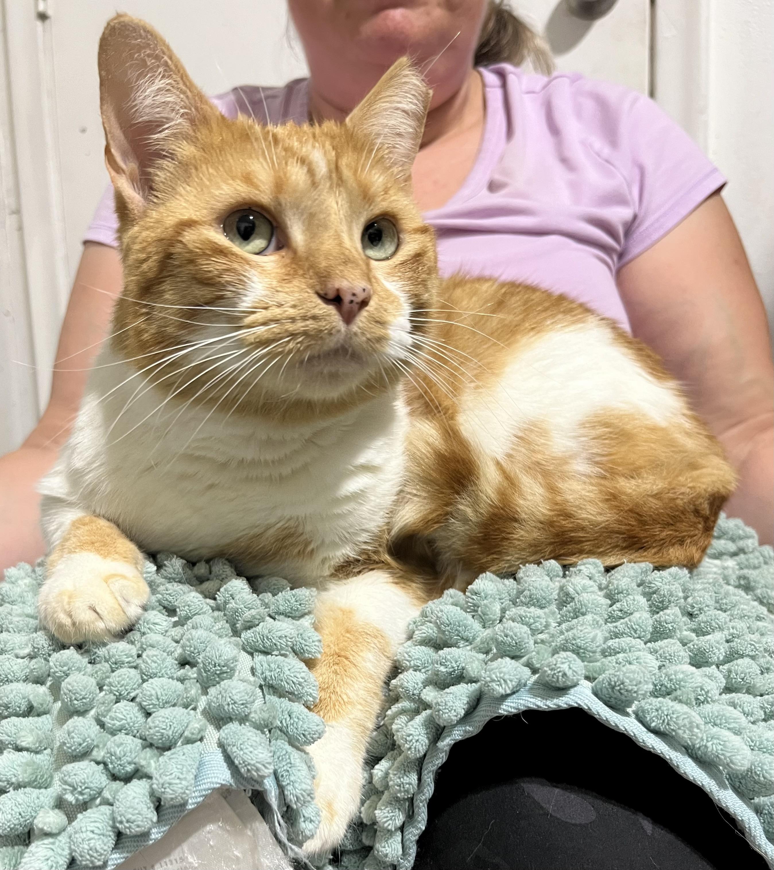 Enlarge Mima, a ADOPTABLE Domestic Short Hair in Parkland, FL image 1/3