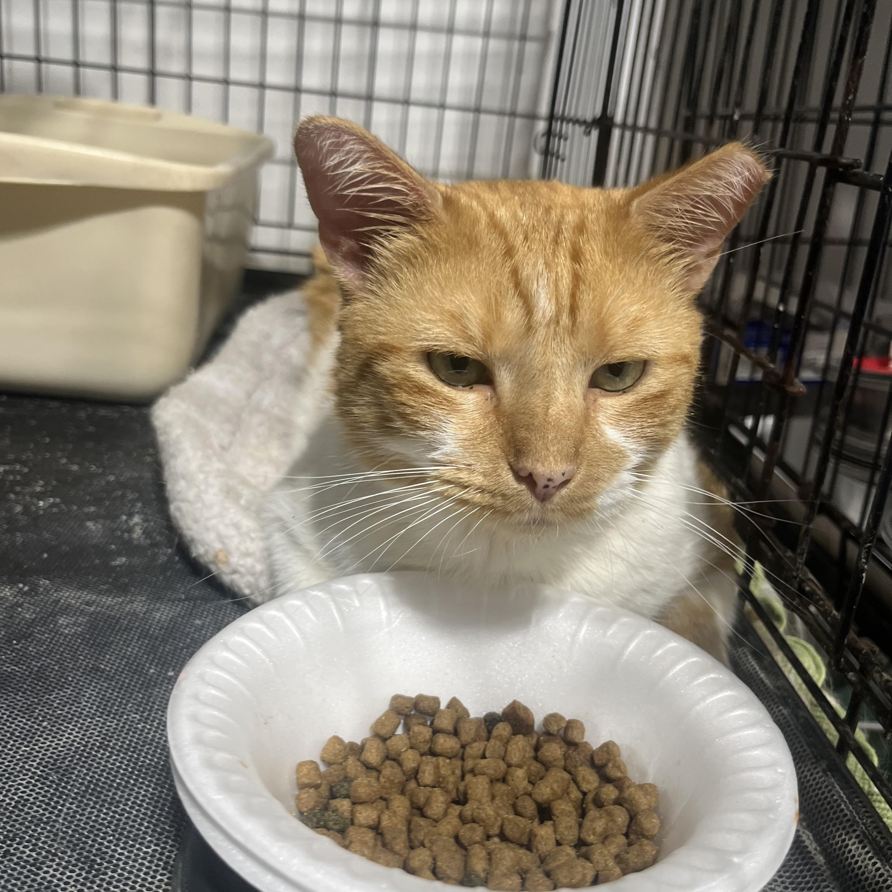 Mima, ADOPTABLE, Adult Female Domestic Short Hair.