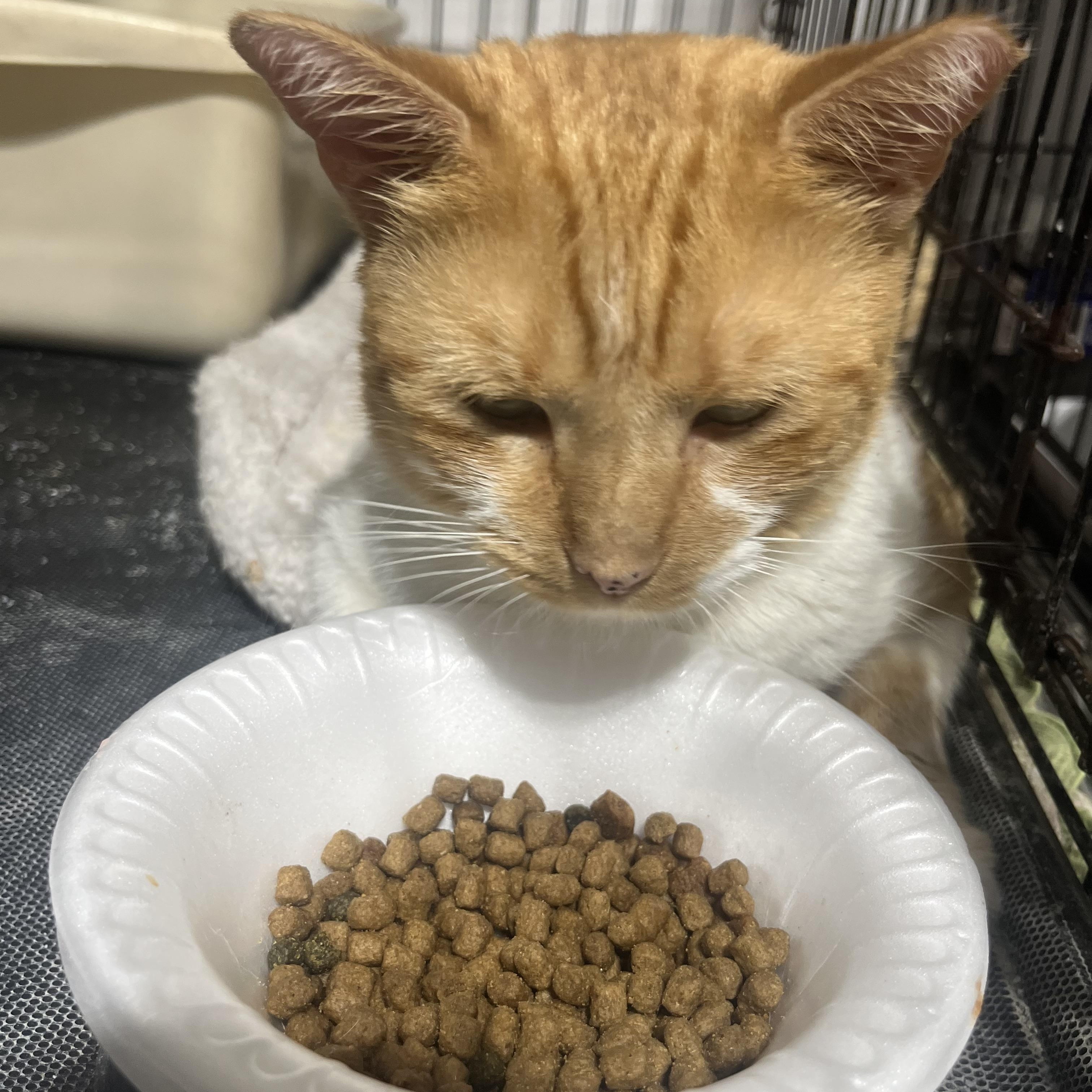 Mima, ADOPTABLE, Adult Female Domestic Short Hair.