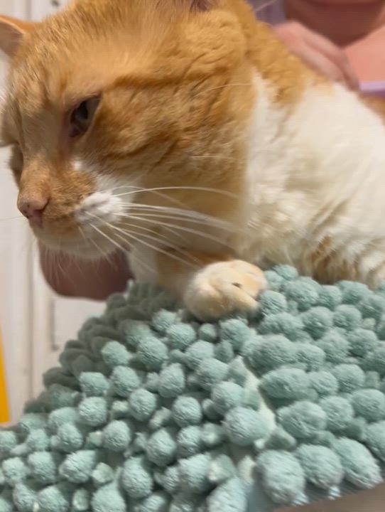 Enlarge Mima, a ADOPTABLE Domestic Short Hair in Parkland, FL video 3/3